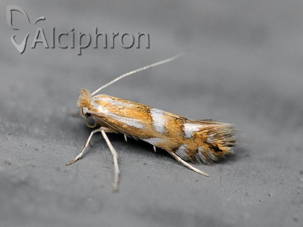 Phyllonorycter cerasicolella