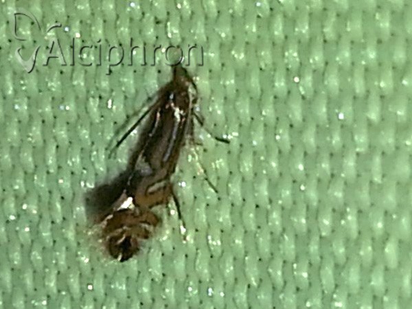 Phyllonorycter strigulatella