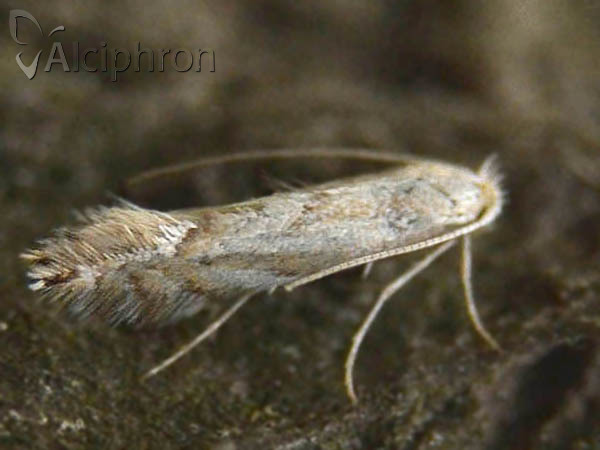 Phyllonorycter tenerella