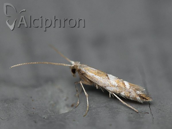 Phyllonorycter tenerella