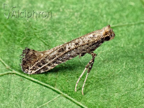 Parornix anglicella