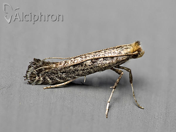 Parornix anglicella