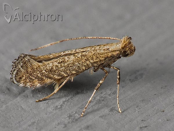 Parornix anglicella