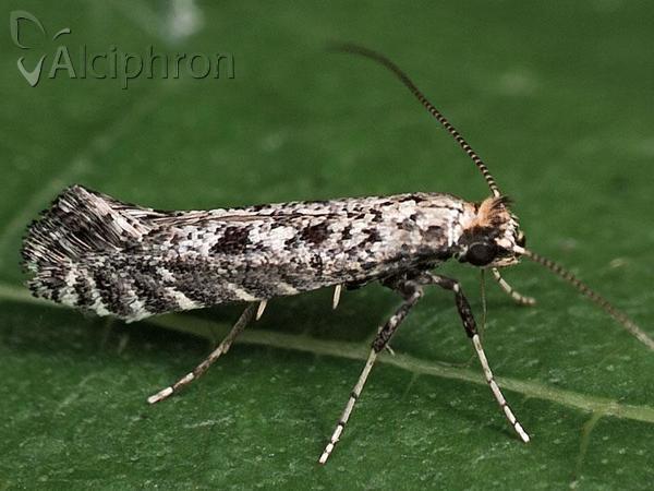 Parornix anglicella