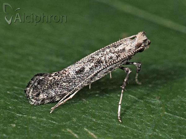 Parornix anglicella