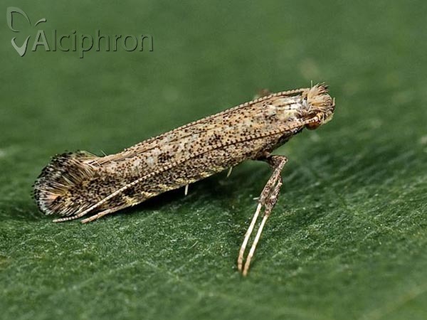 Parornix anglicella