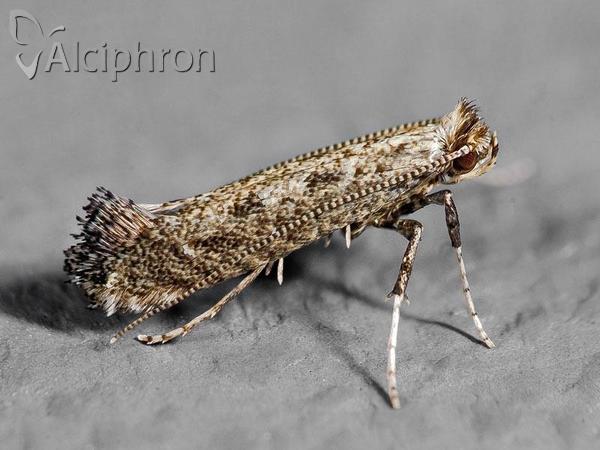 Parornix anglicella