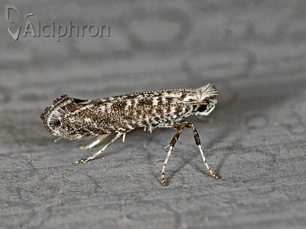 Parornix anguliferella