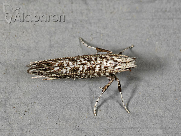 Parornix anguliferella