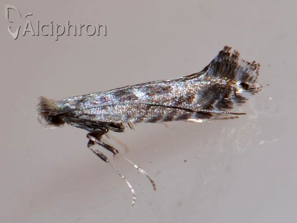 Parornix betulae