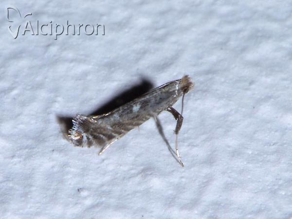 Parornix betulae