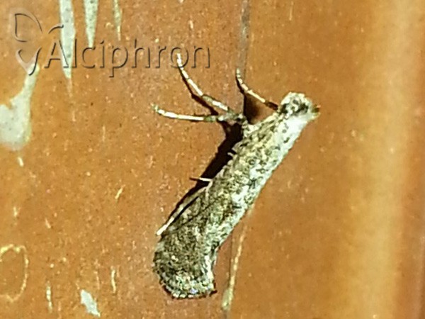 Parornix betulae