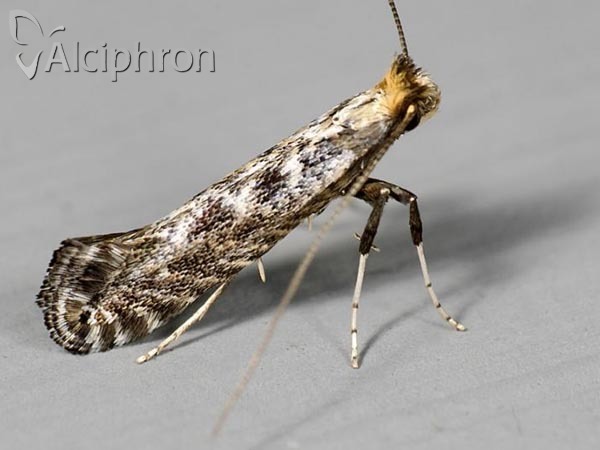Parornix finitimella