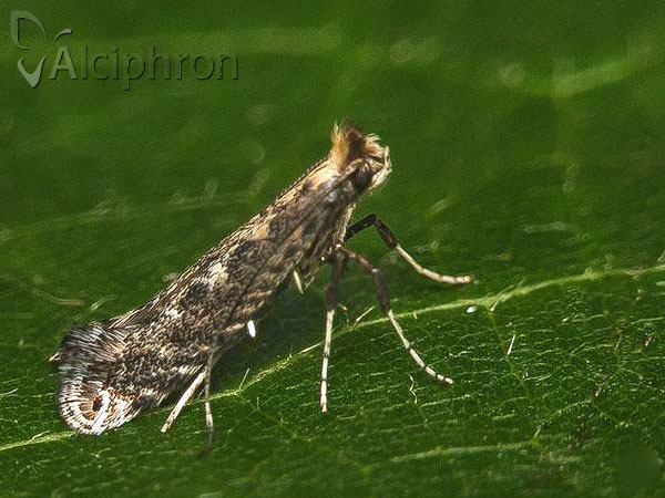 Parornix finitimella