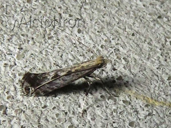 Parornix finitimella