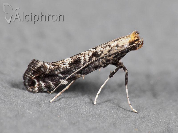 Parornix tenella
