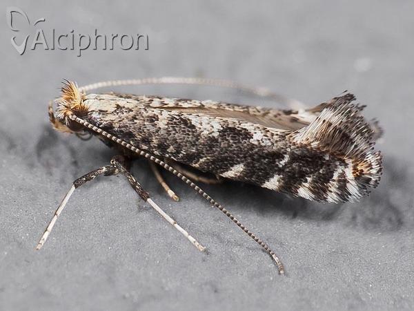 Parornix tenella