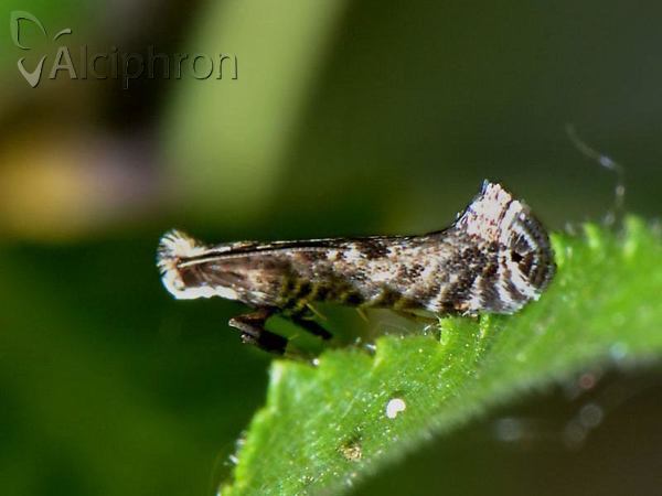 Parornix torquillella