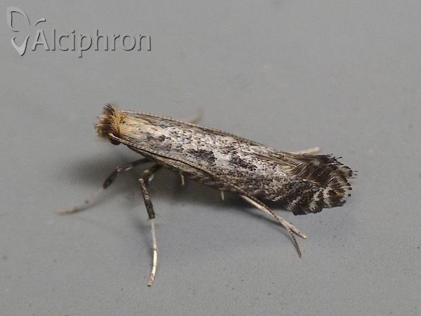 Parornix torquillella