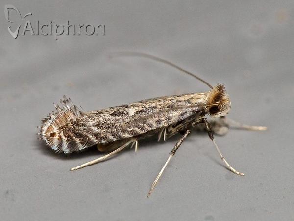 Parornix torquillella
