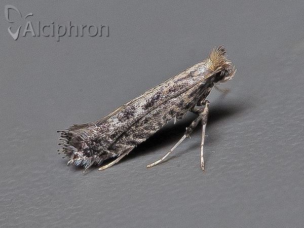 Parornix torquillella
