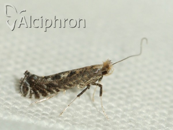 Parornix torquillella