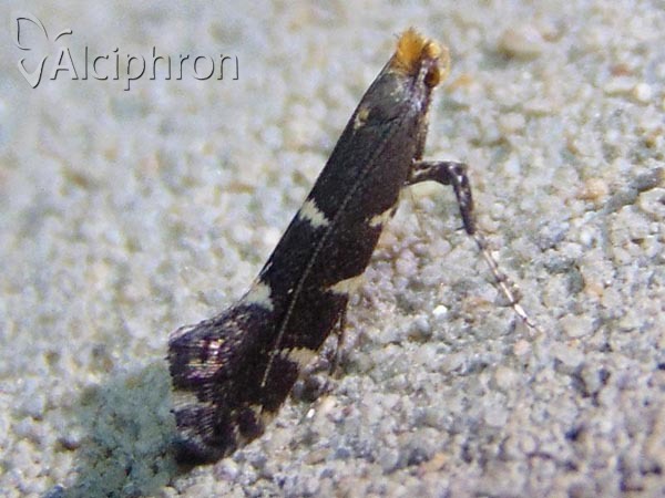 Callisto denticulella