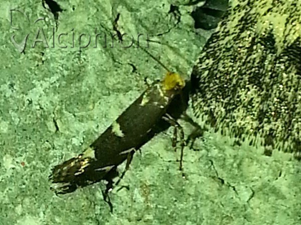 Callisto denticulella
