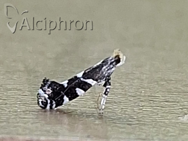 Callisto denticulella