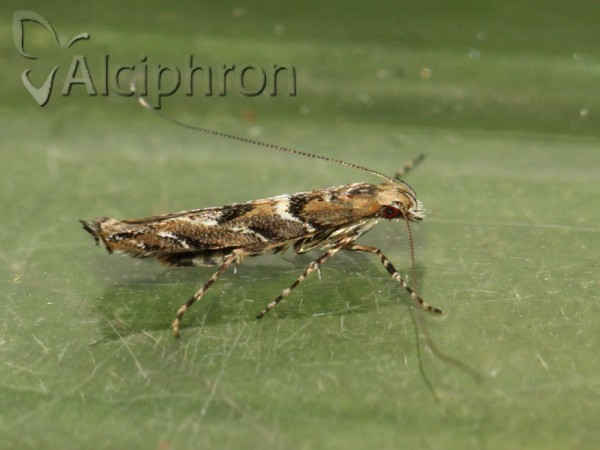 Acrocercops brongniardella