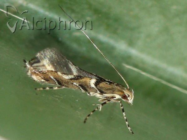 Acrocercops brongniardella