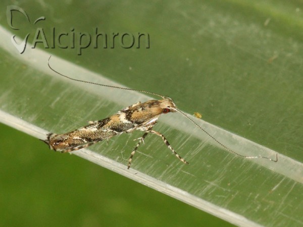 Acrocercops brongniardella