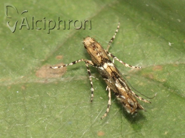 Acrocercops brongniardella