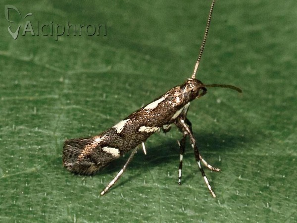 Calybites phasianipennella