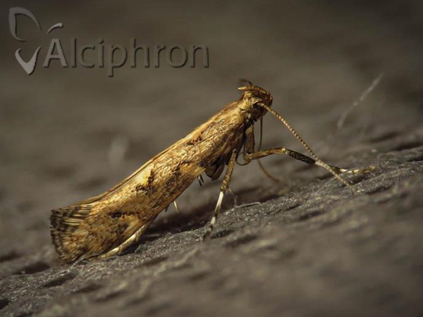 Calybites phasianipennella
