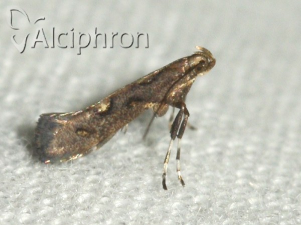 Calybites phasianipennella