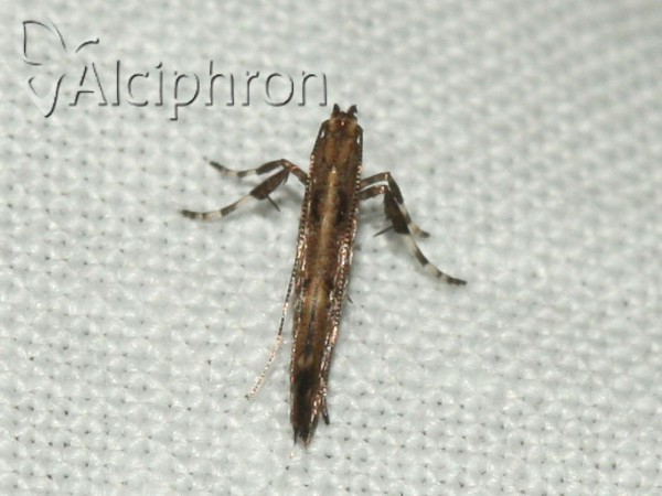 Calybites phasianipennella