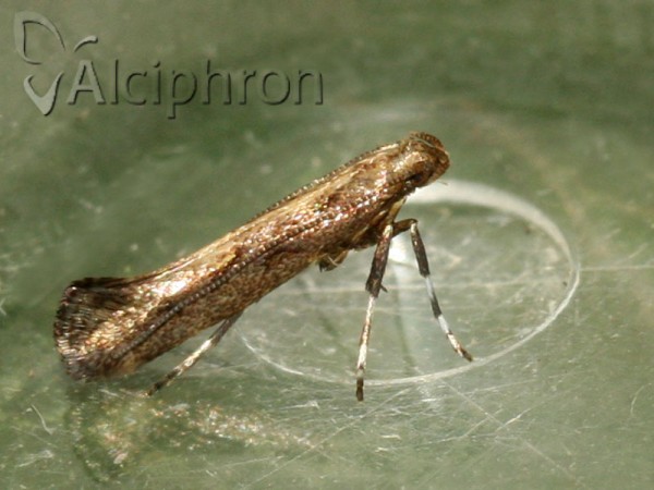 Calybites phasianipennella