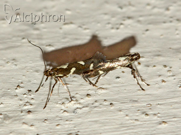 Calybites phasianipennella