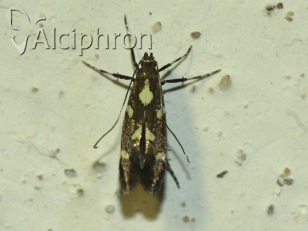 Calybites phasianipennella