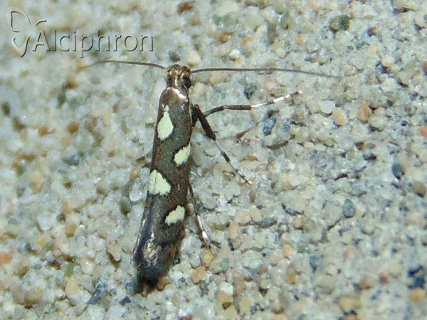 Calybites phasianipennella