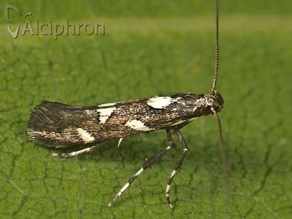 Calybites phasianipennella