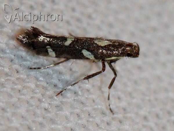 Calybites phasianipennella