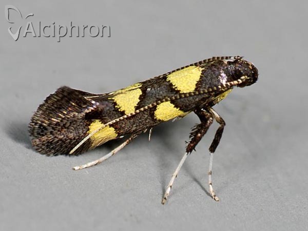 Calybites quadrisignella