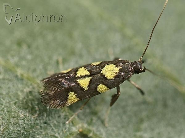 Calybites quadrisignella