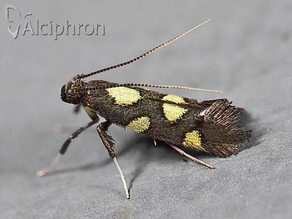 Calybites quadrisignella