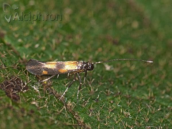Euspilapteryx auroguttella