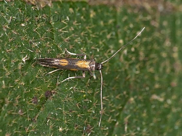 Euspilapteryx auroguttella