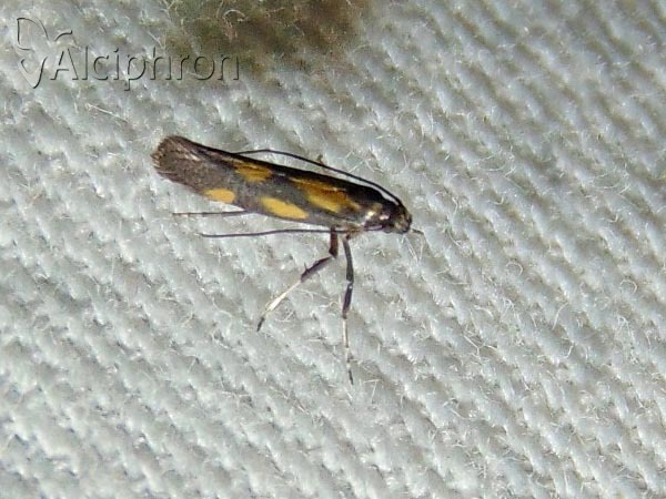 Euspilapteryx auroguttella