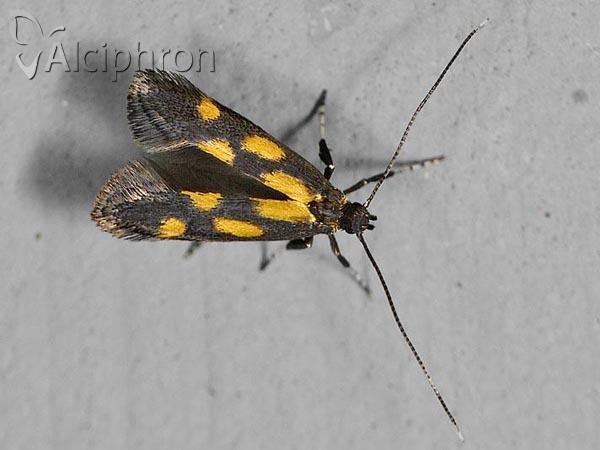 Euspilapteryx auroguttella